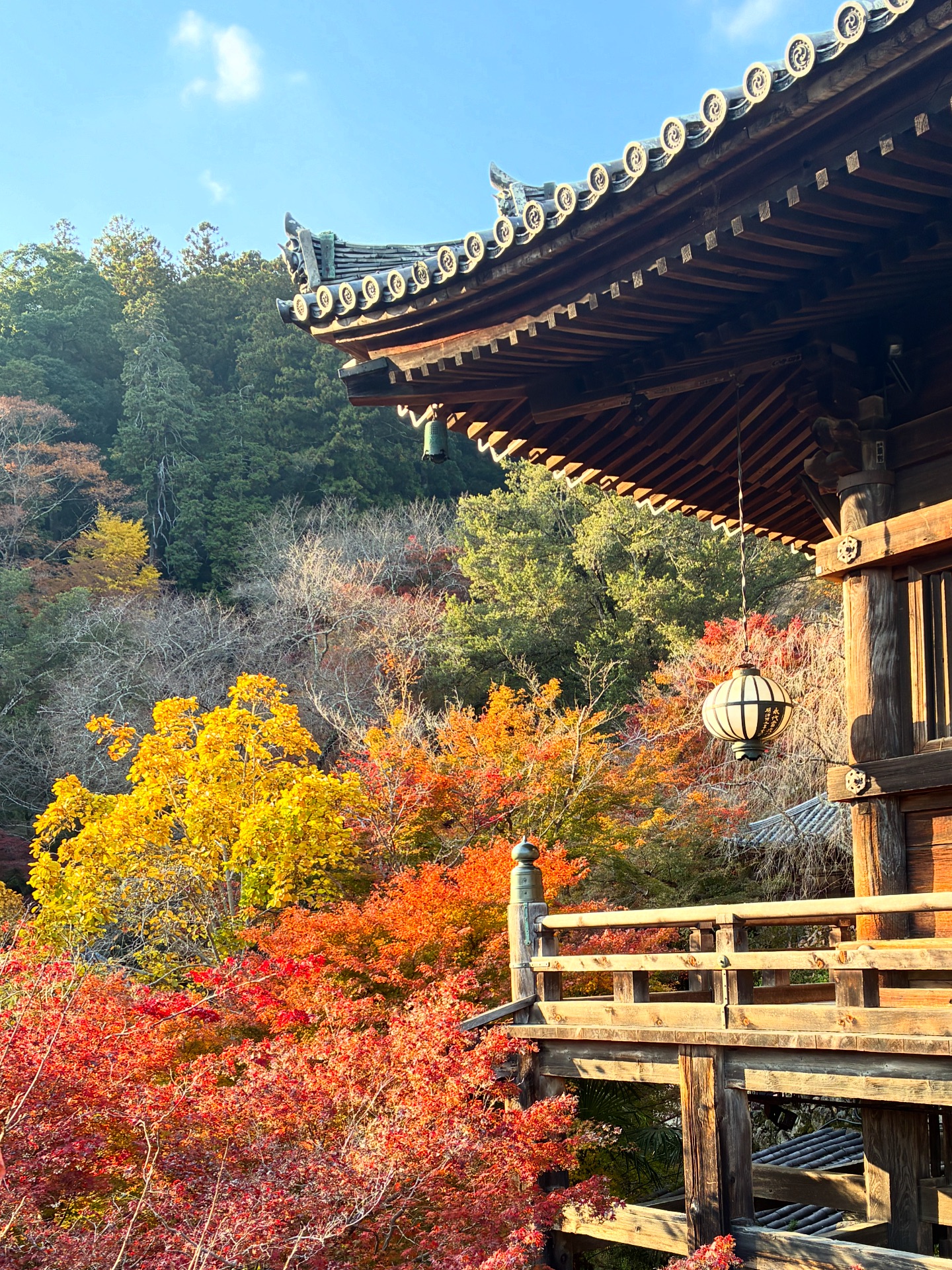 西日に照る、長谷寺紅葉 As the sun sets after 2pm, the autumn