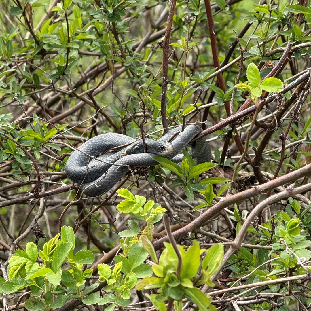 Ohio - 🐍 The blue racer is a gunmetal gray with distinct greenish or ...