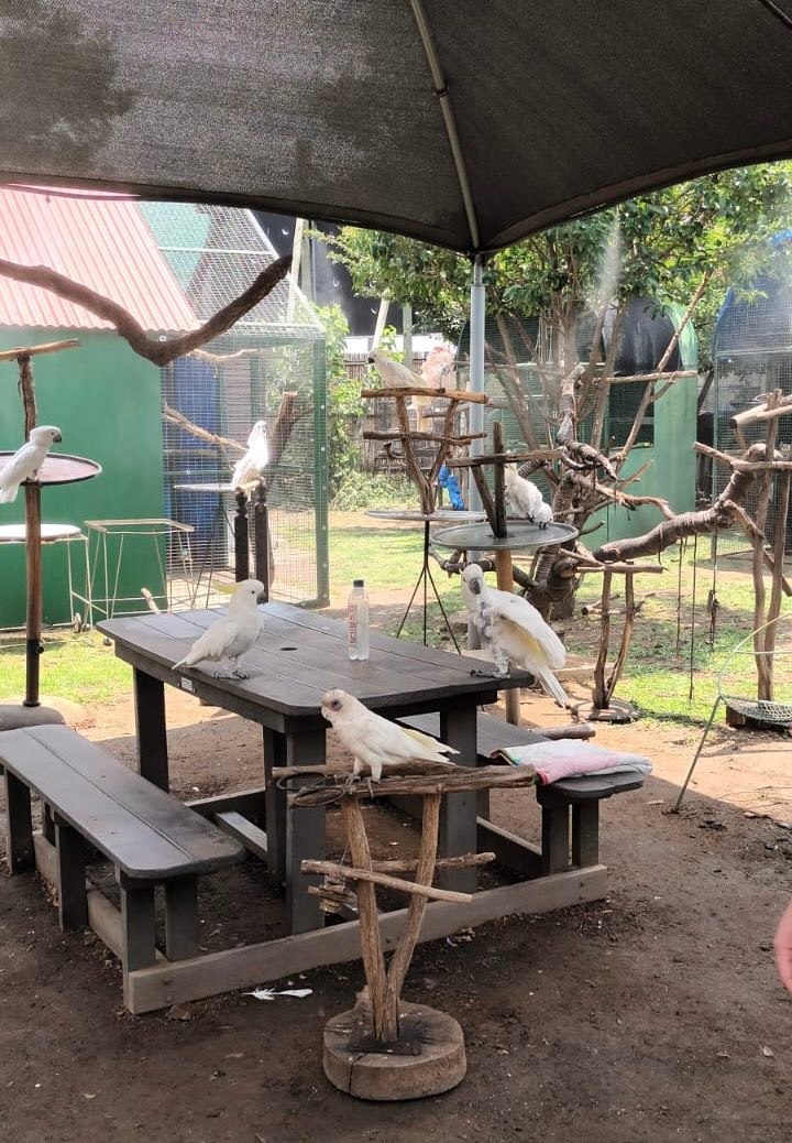 Brainy... - Brainy Birds - Parrot Rescue and Rehabilitation
