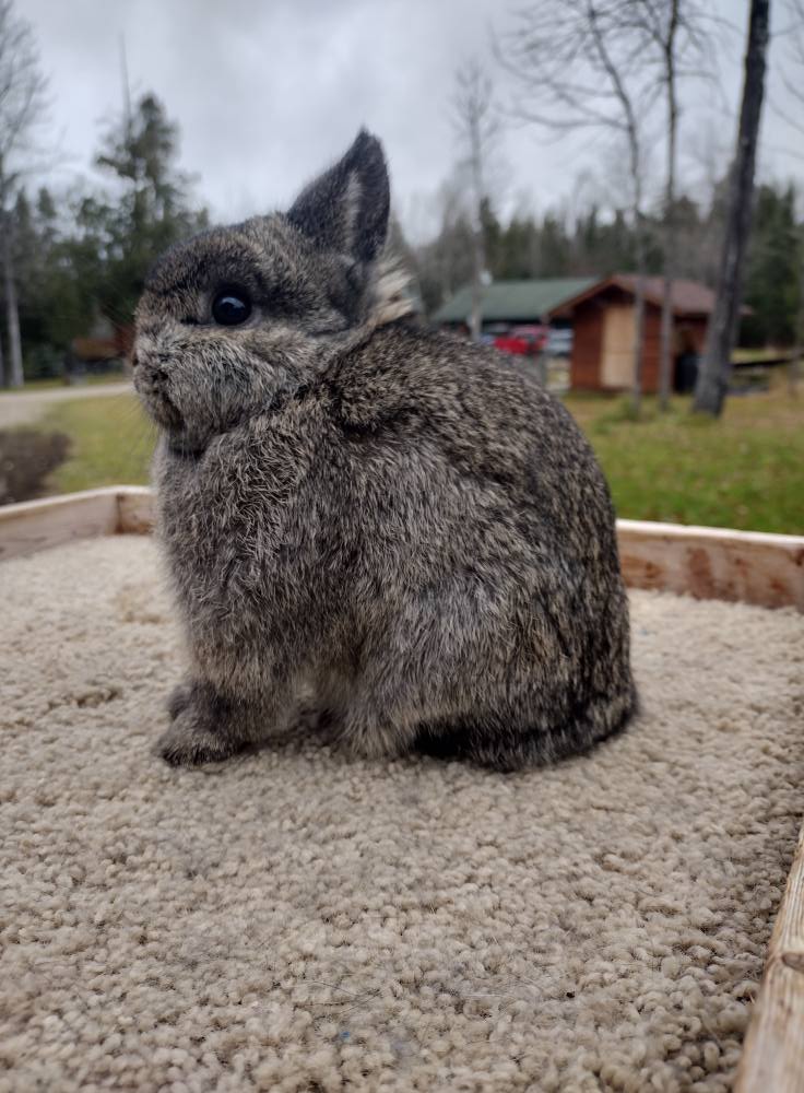 Update: new herd found... - Leahs Netherland Dwarf Bunnies | Facebook