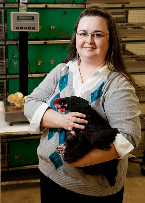 Everything Backyard Chicken! | My RIR roo, Rooster Colburn, aka Red ...