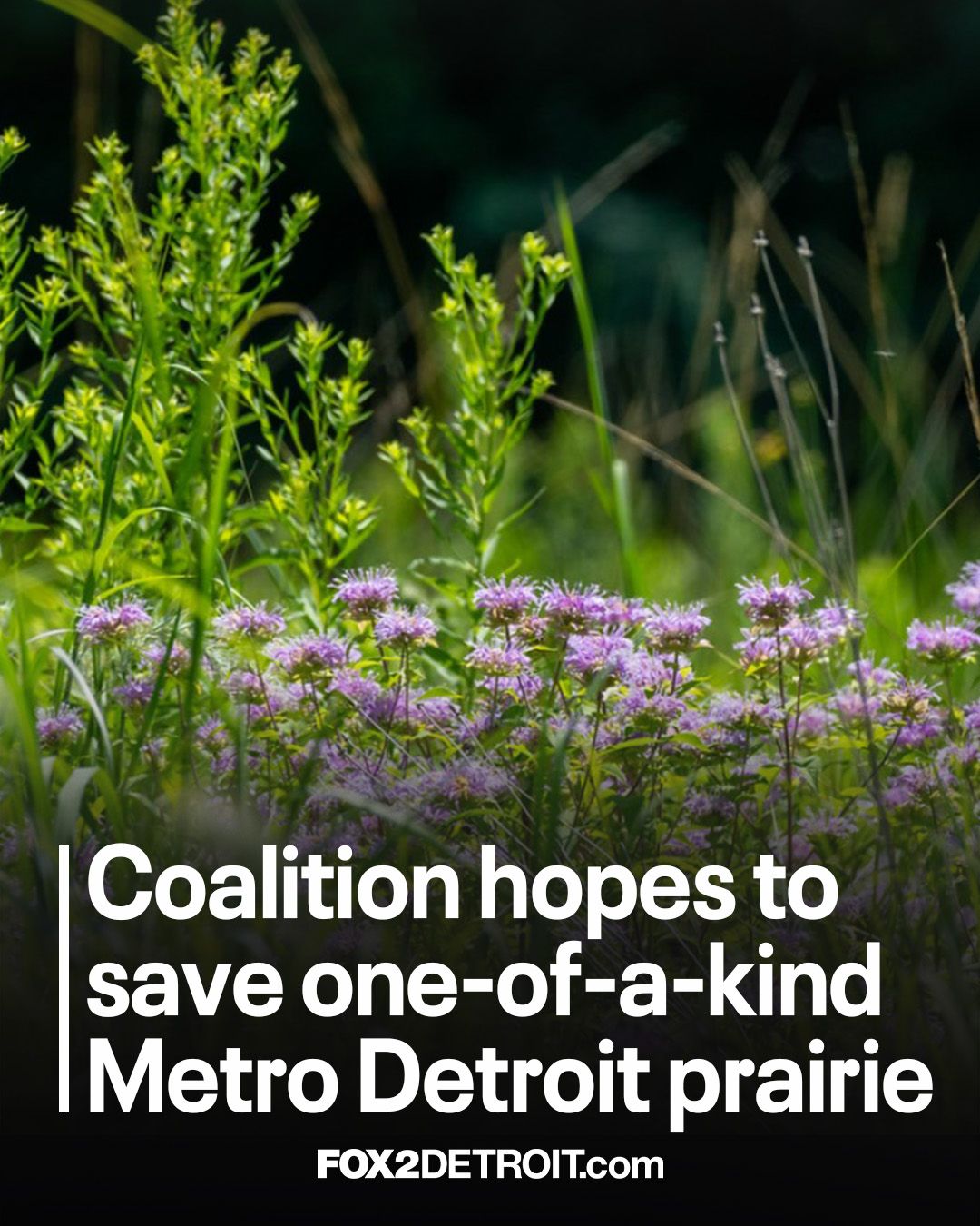 Rooted Connections | Grand Rapids MI
