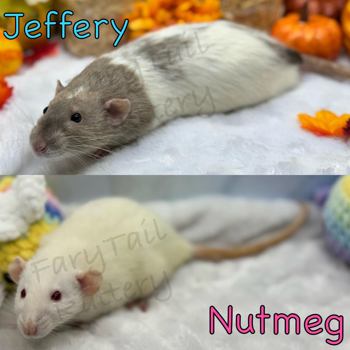 FaryTail Rattery | Hilliard OH