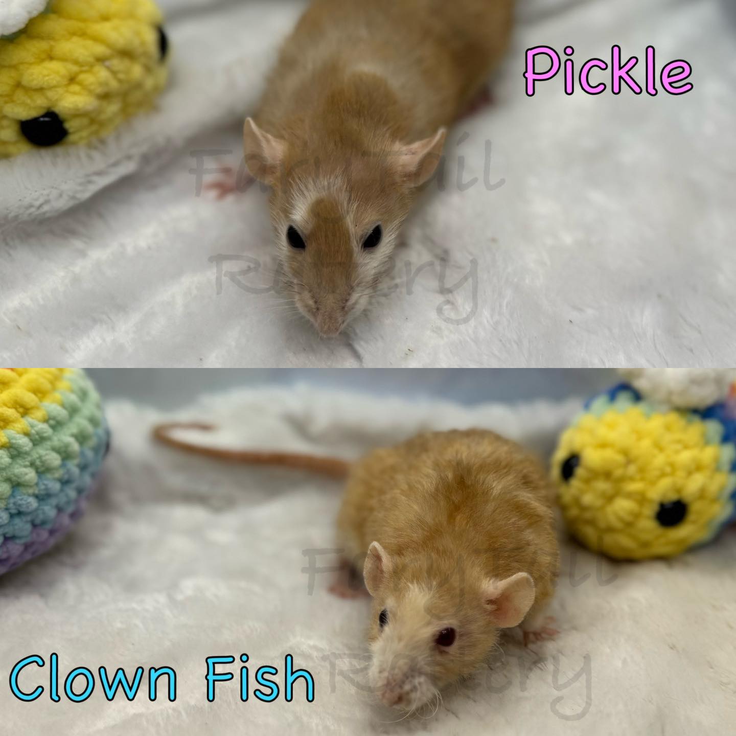 FaryTail Rattery | Hilliard OH