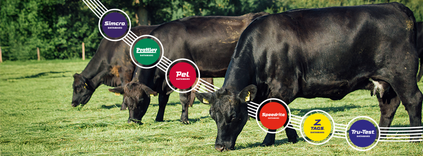 Datamars Livestock EU | Lamone