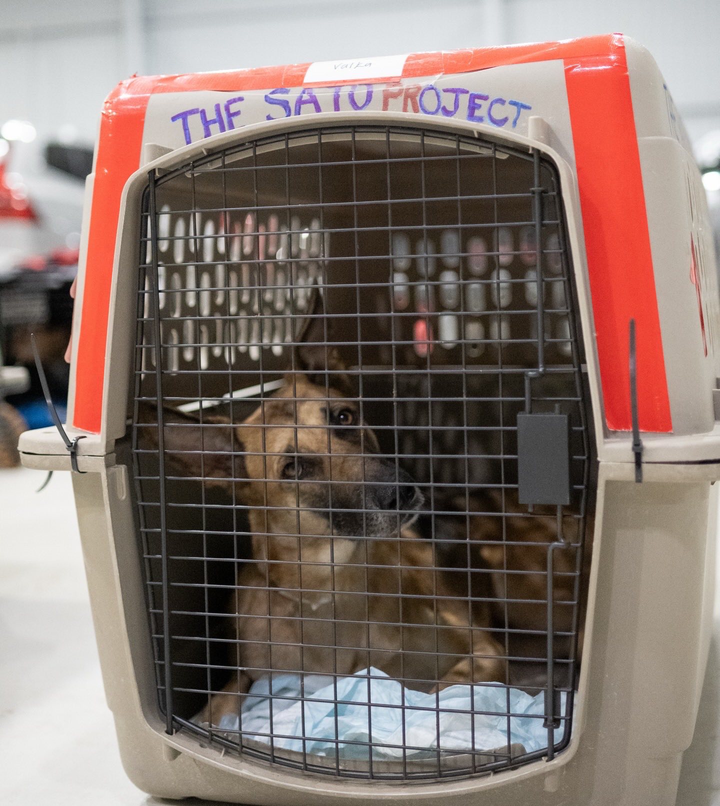 The final #FreedomFlight of 2025 was... - The Sato Project | Facebook