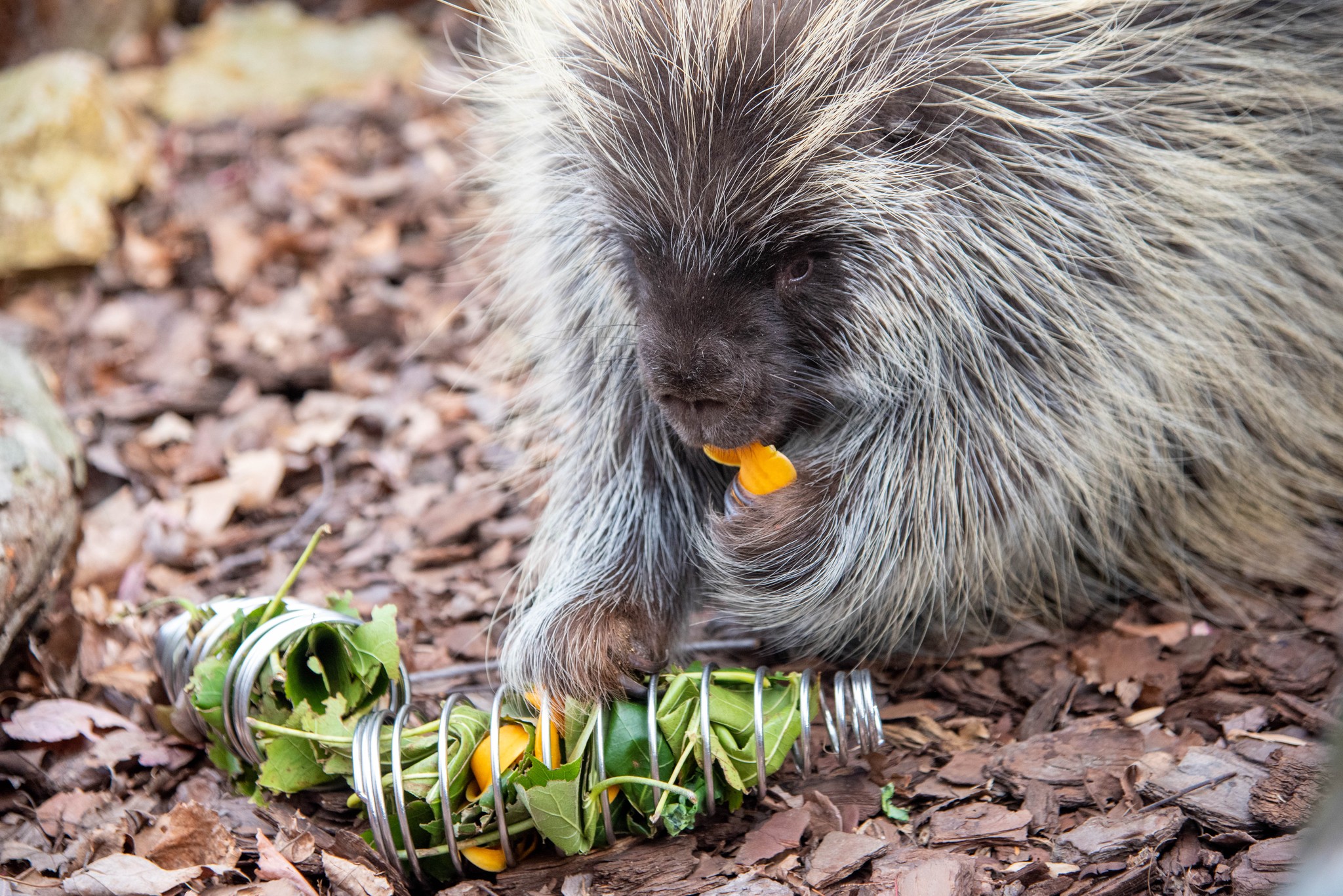 How are your New Year's... - The Maryland Zoo in Baltimore | Facebook