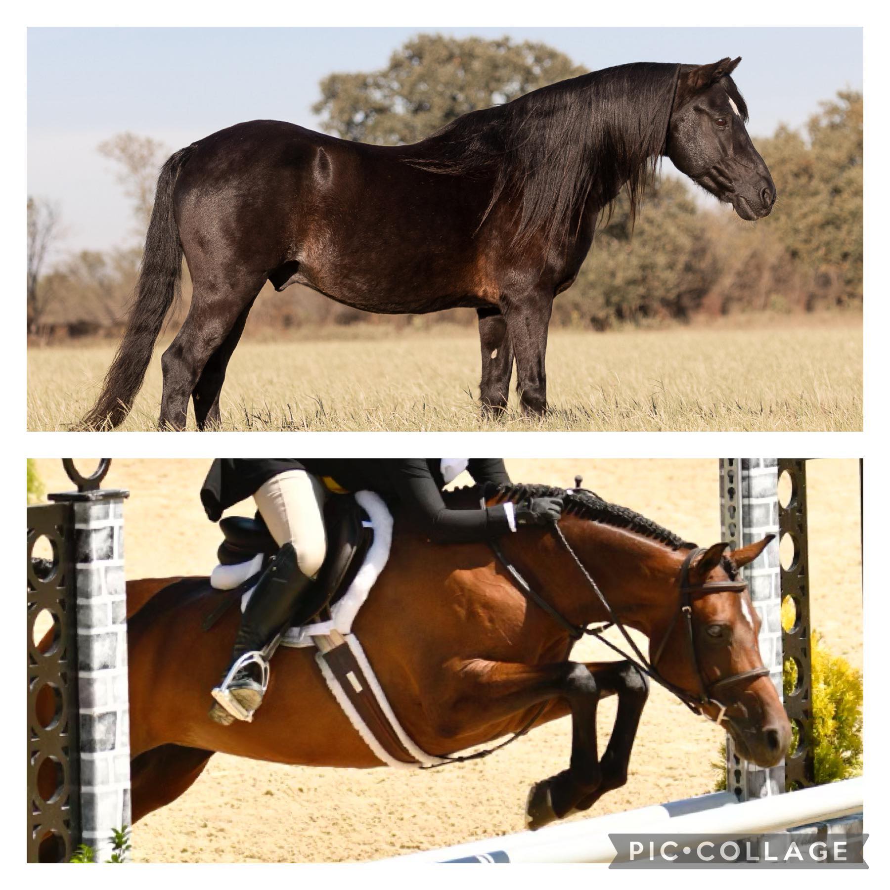 Kickapoo Ponies Texas added a new... - Kickapoo Ponies Texas
