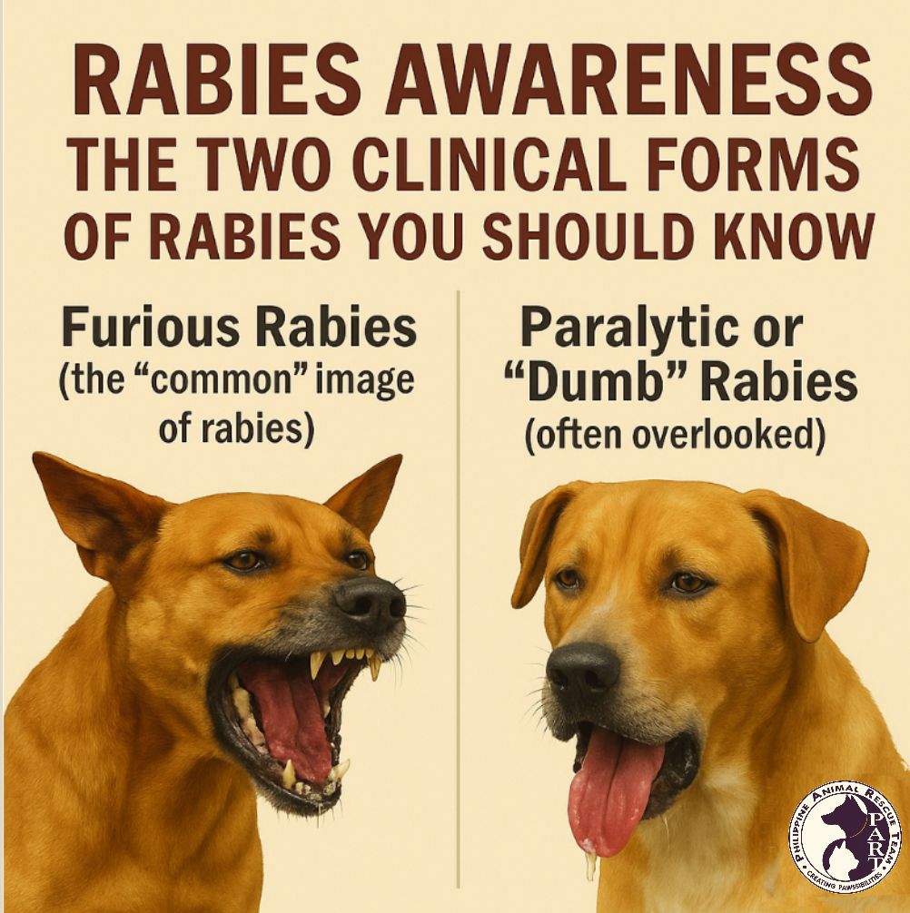Philippine... - Philippine Animal Rescue Team (P.A.R.T.)