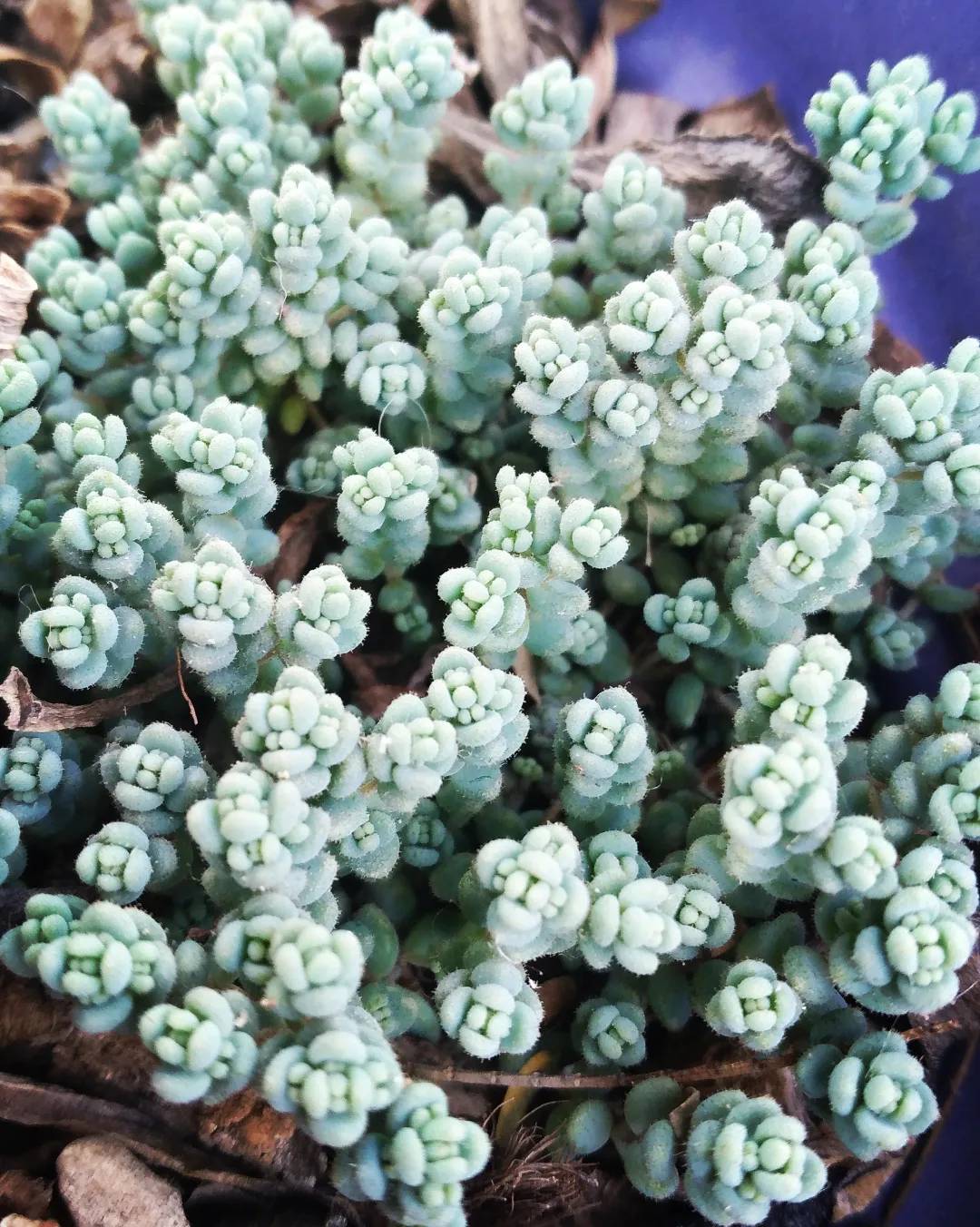 Sedum Dasypyllum Minor 💚 