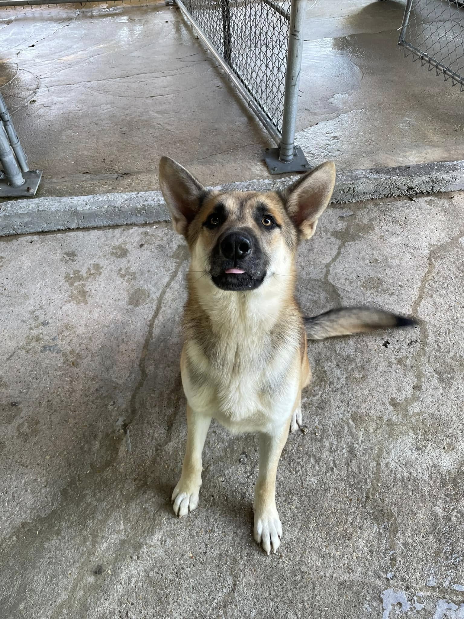 Denham - Meet Archie! He is a 2-year-old German Shepherd mixed breed ...