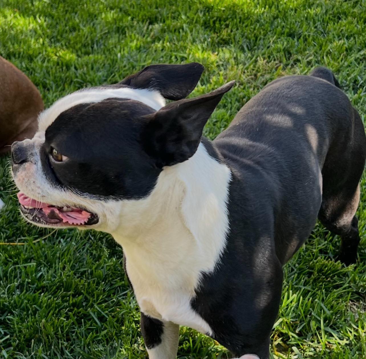 Livingston - This little guy is Oreo. Oreo is a male Boston Terrior ...
