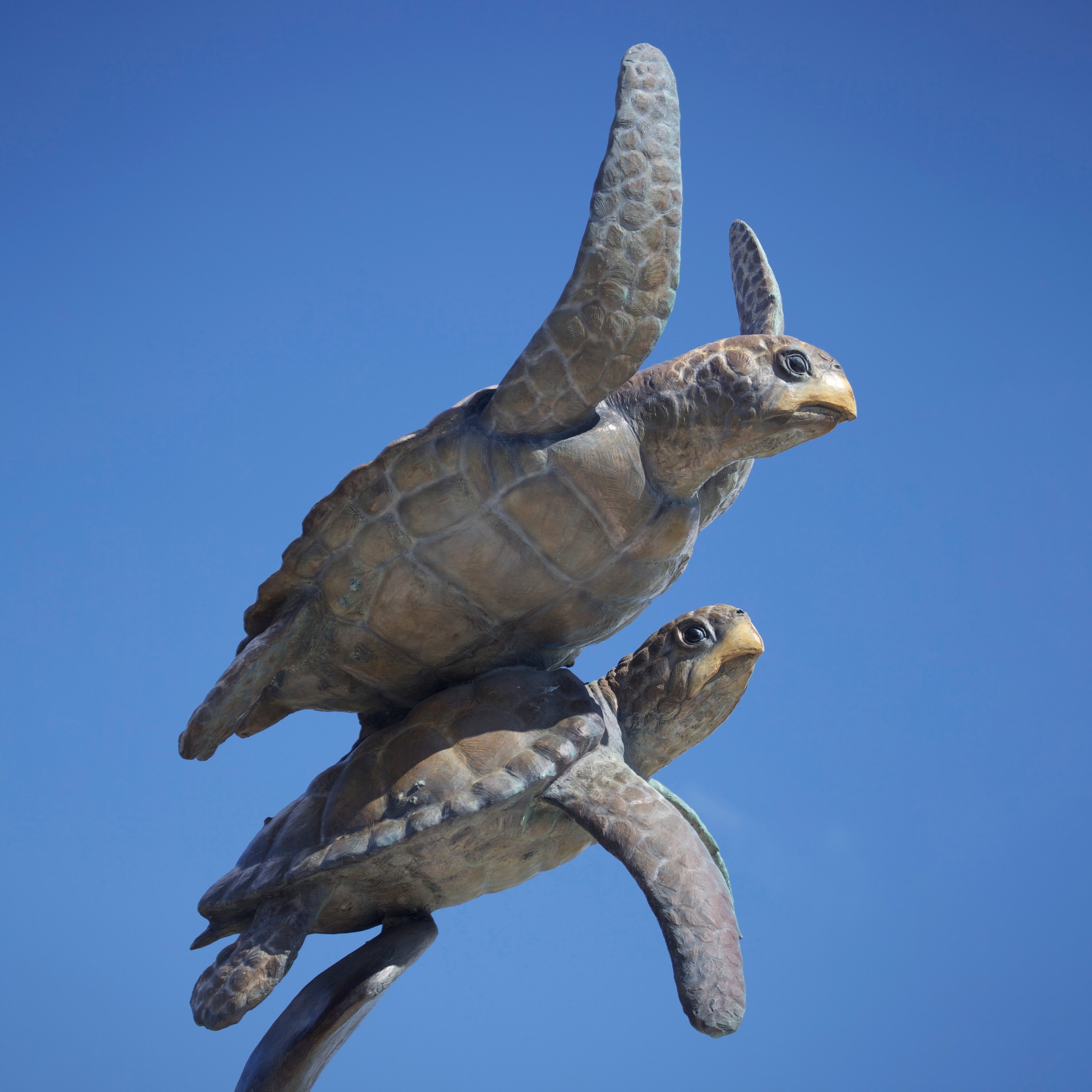 Geoffrey - 🐢 #WorldTurtleDay Today, we celebrate the resilience and ...
