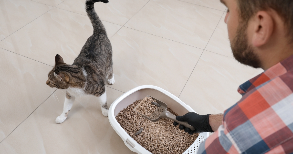 Animal - Is it safe to change cat litter during pregnancy? It can be ...