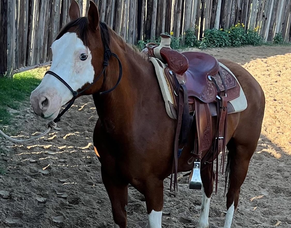 TnT Ranch & Tom Davis... - TnT Ranch & Tom Davis Horsemanship