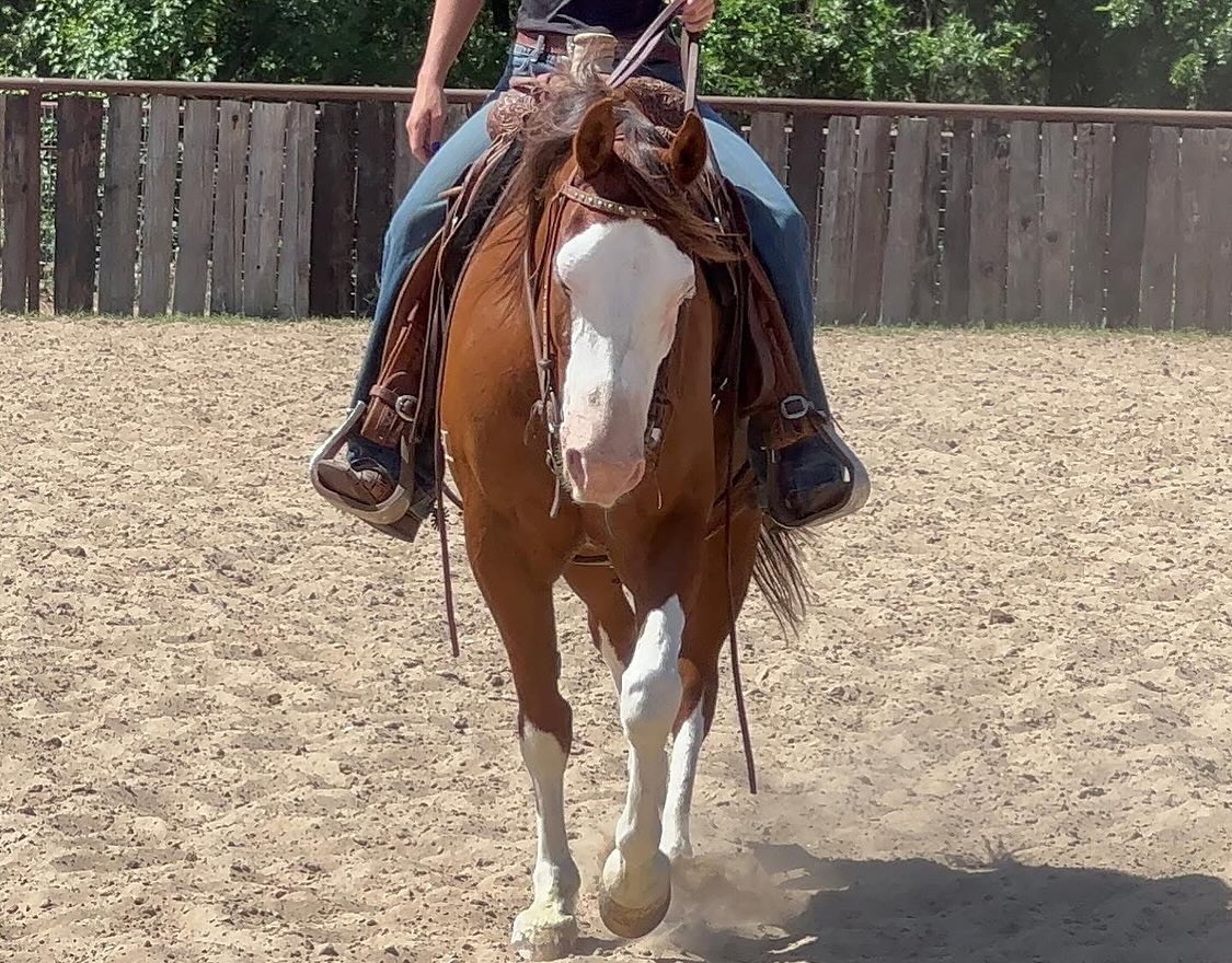 TnT Ranch & Tom Davis... - TnT Ranch & Tom Davis Horsemanship