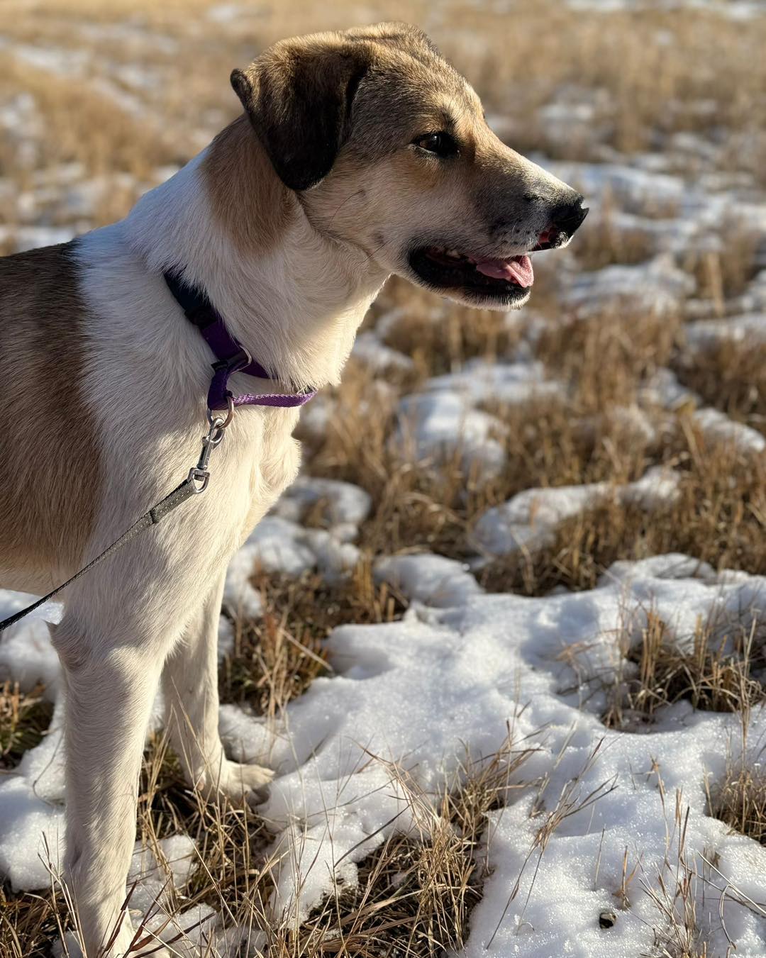 Second... - Second Chance Animal Rescue Society - Alberta