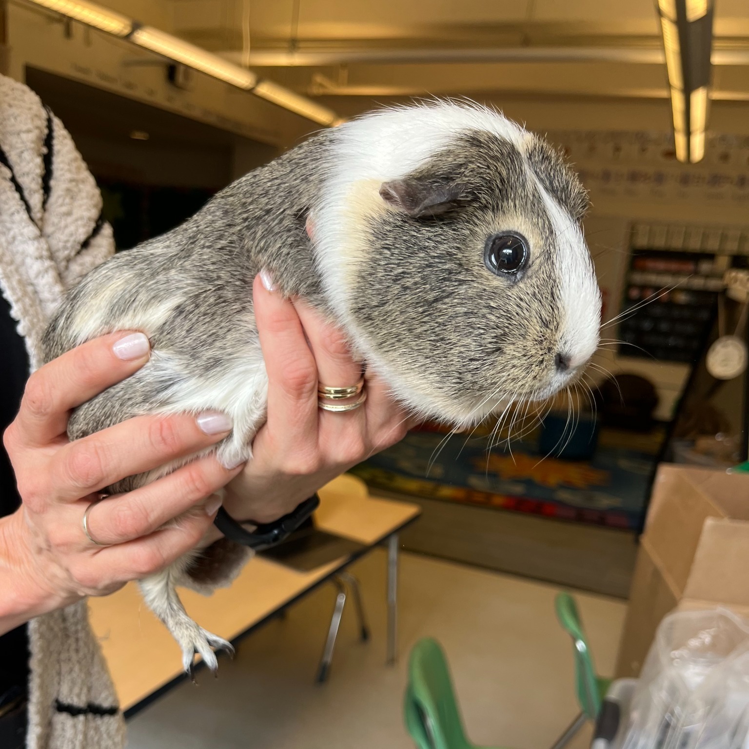 RabbitEARS - RabbitEARS rescued seven very friendly juvenile mice from ...