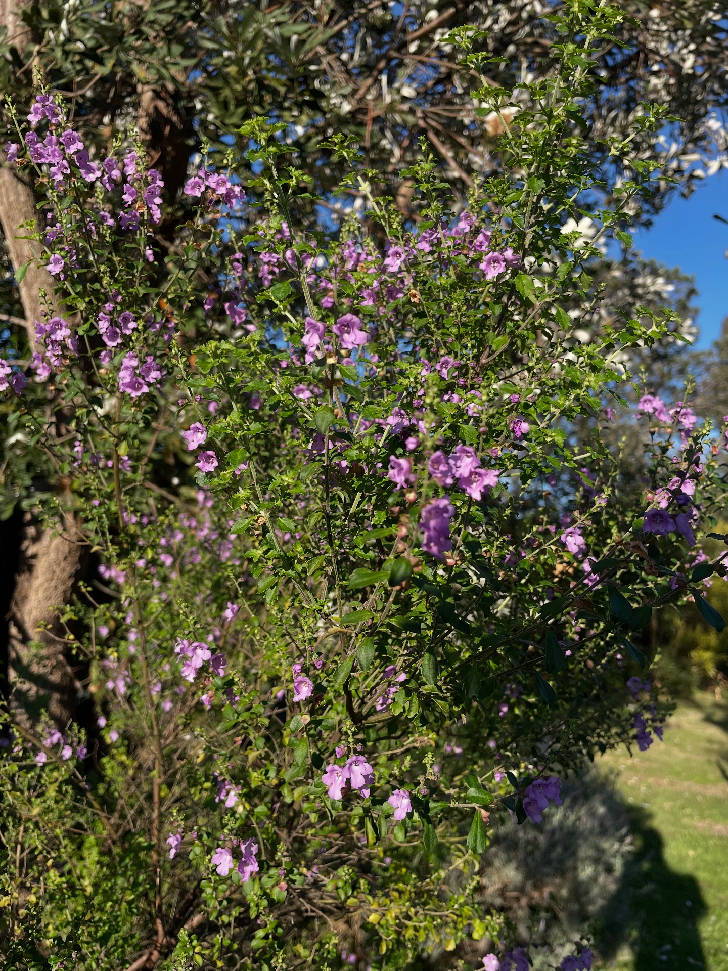 Baringa Bush Community Garden Seaforth
