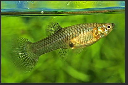 Lucy's - We have feeder Guppies available now. Do you have larger fish ...