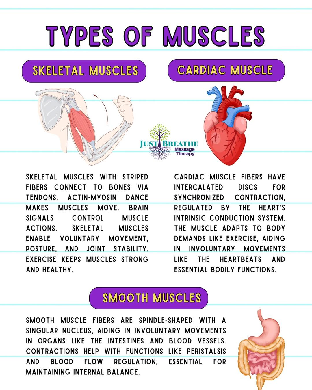 Just - Did you know? #muscles #typesofmuscles #infographic # ...
