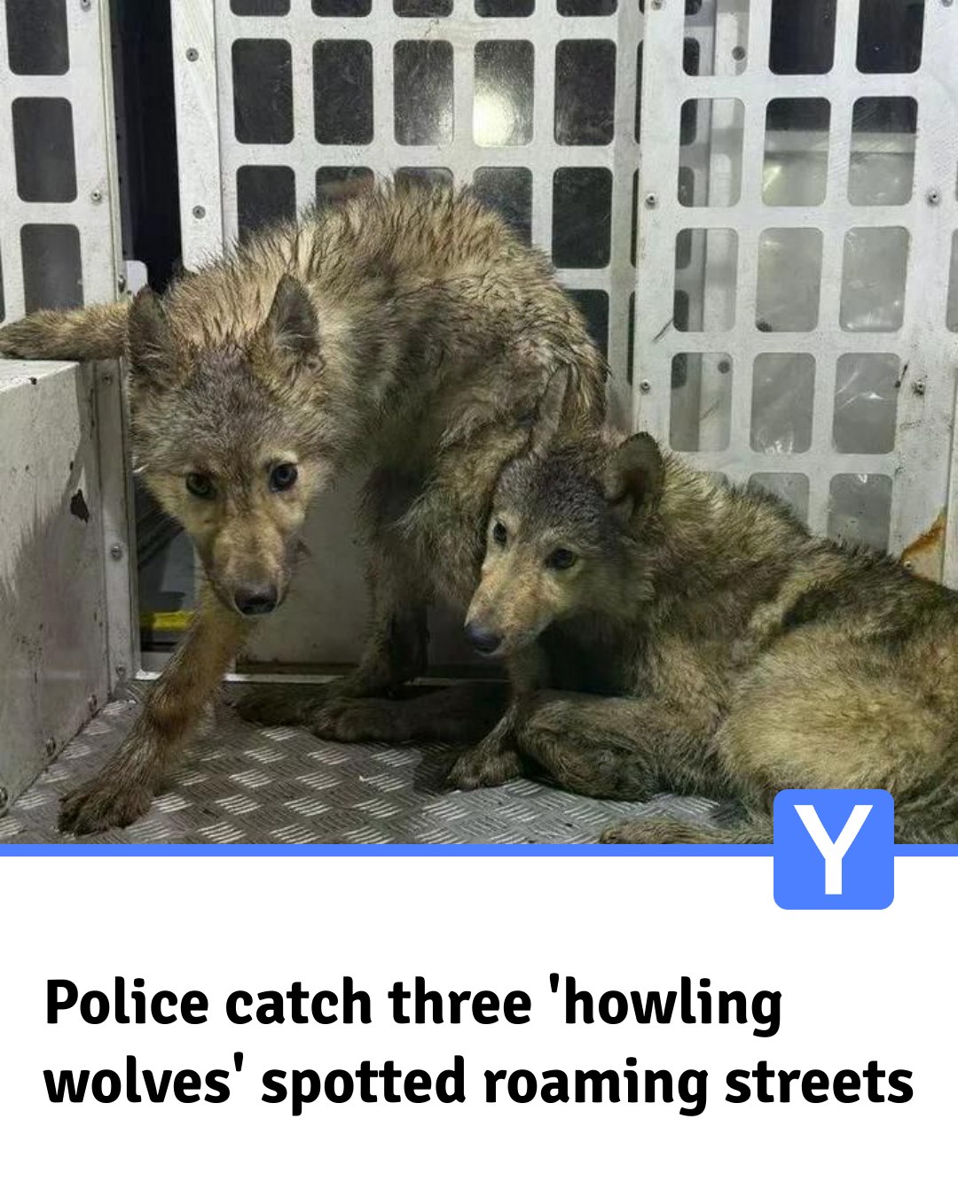 Yorkshire - Officers were called to reports of 'howling wolves roaming ...