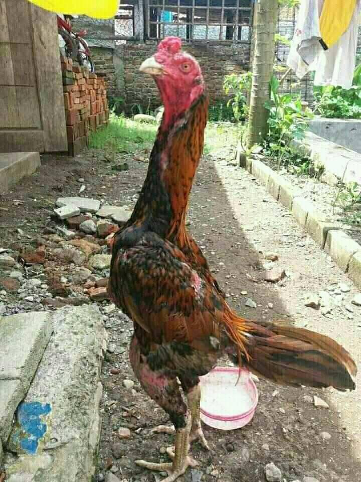 Jual beli ayam bangkok purwokerto ajb dan sekitarnya | Facebook