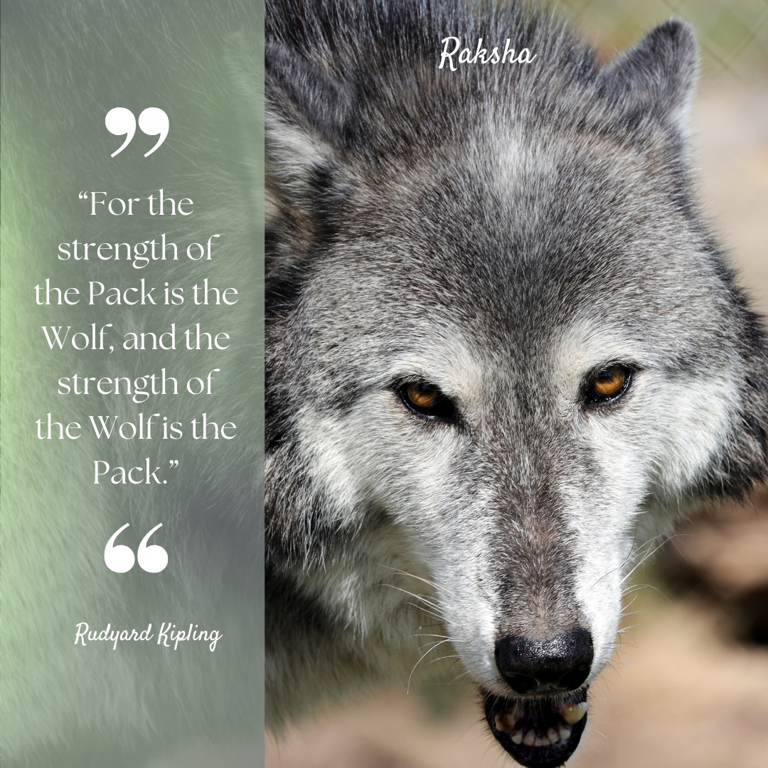 Saint Francis Wolf... - Saint Francis Wolf Sanctuary