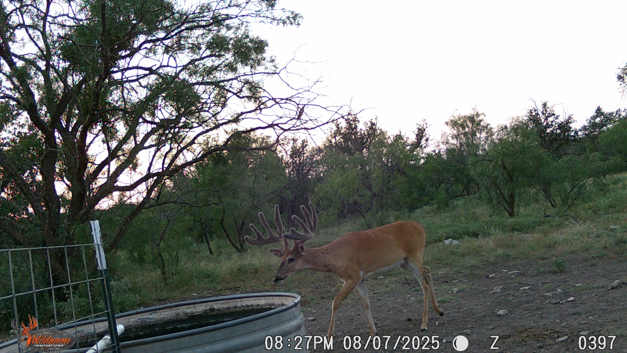 Lucky Draw Ranch | Menard TX