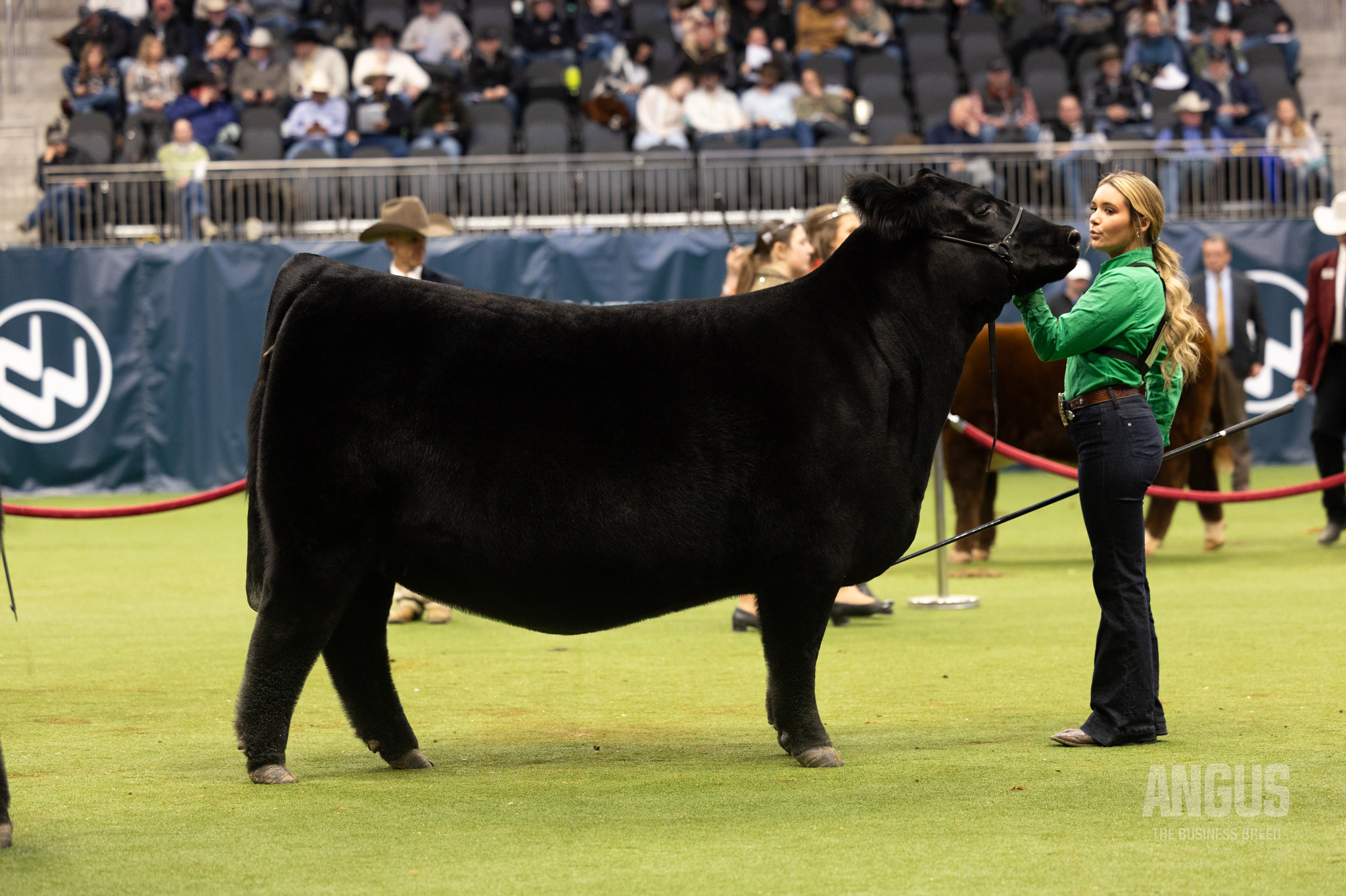 American - The Champion Junior Yearling Heifer at the 2026 National ...