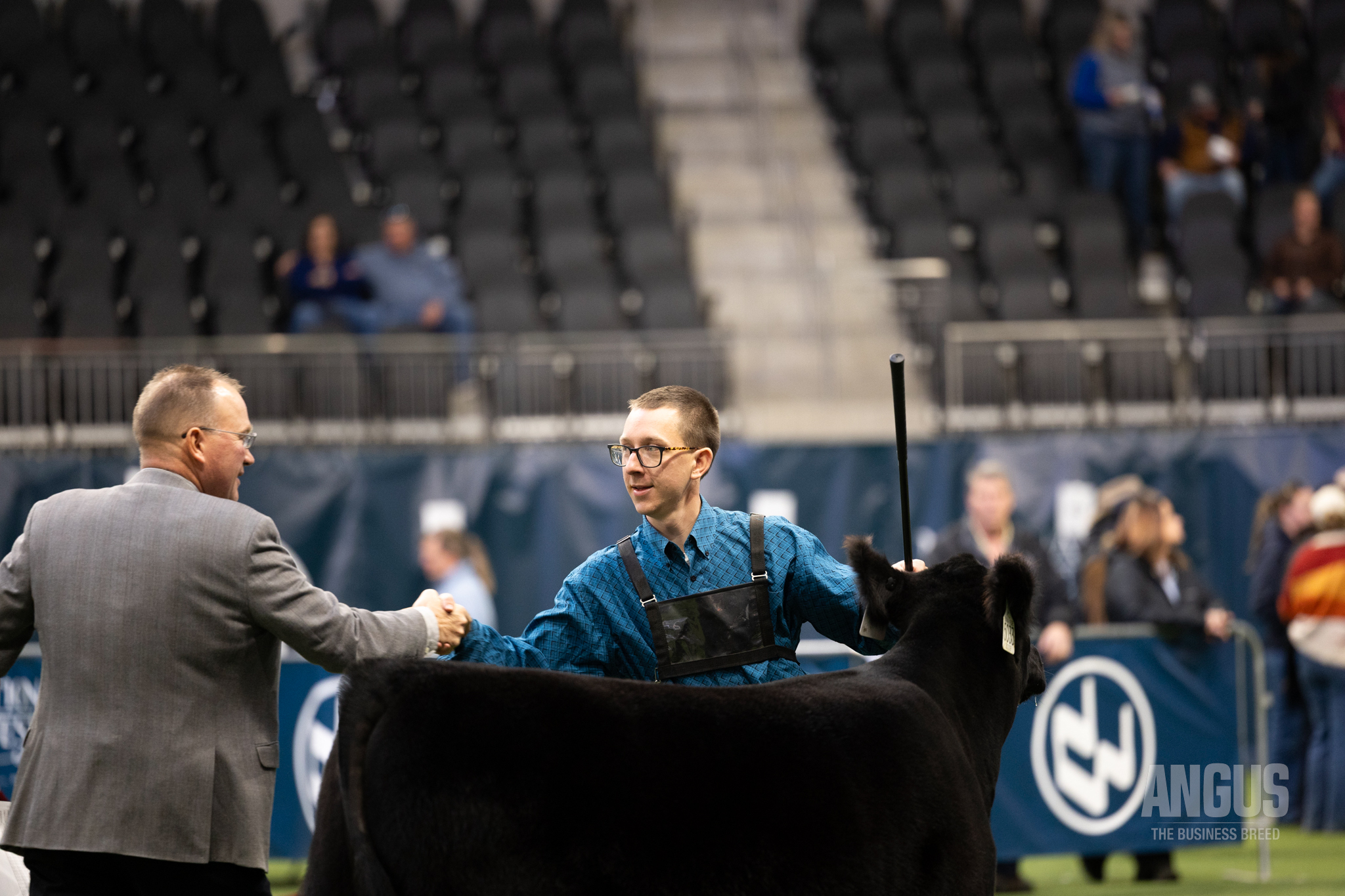 The Grand Champion Female at the 2026 National Western Phenotype 