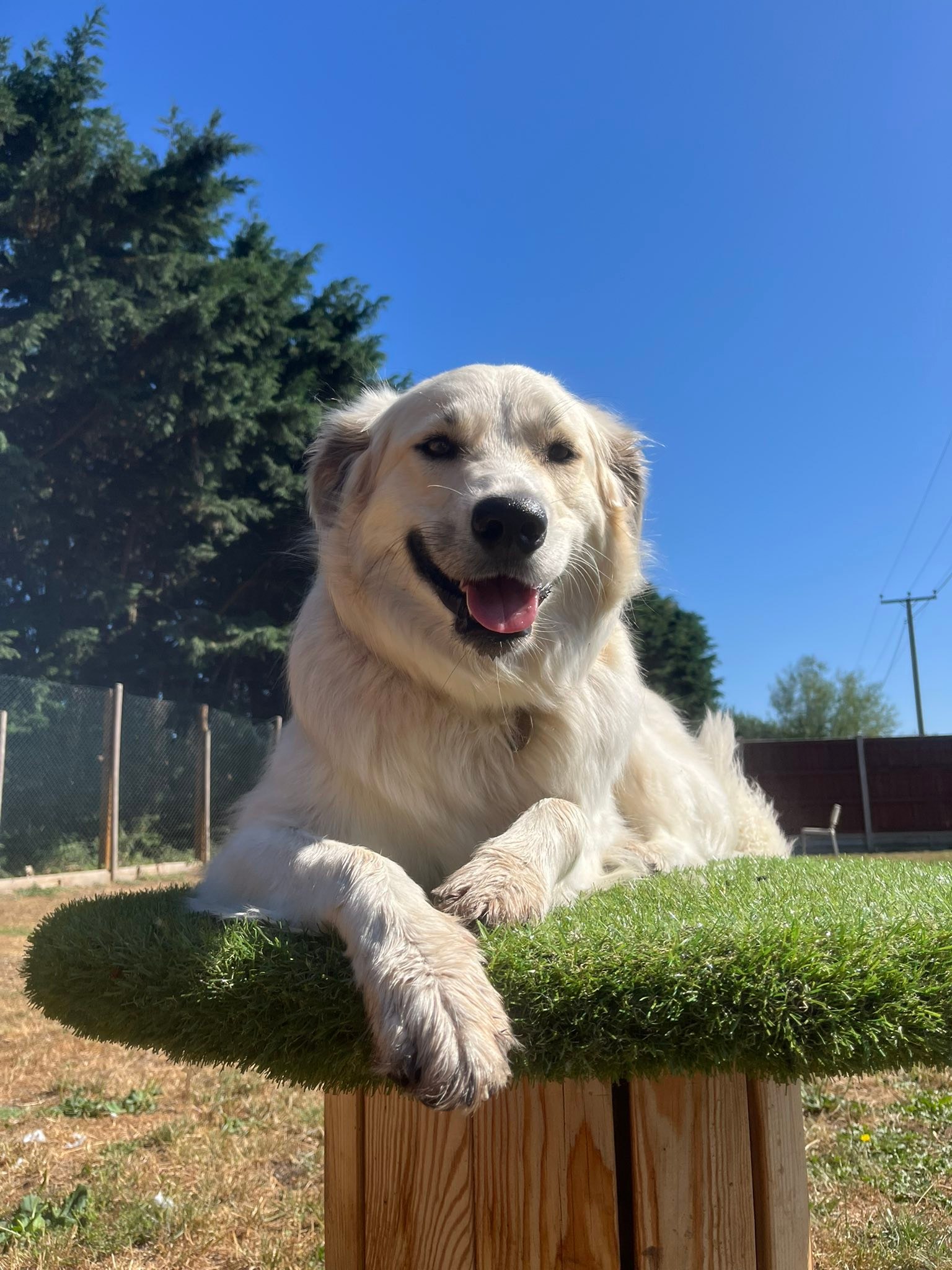 Paws Doggy Day Care centre... - Paws Doggy Day Care centre