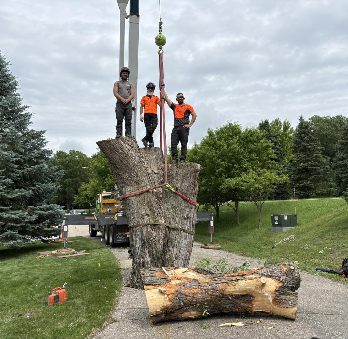 Snyder - Another huge hazard tree causing lots of issues gone without a ...