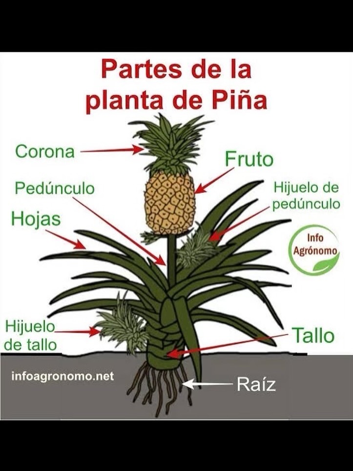 InfoAgronomo - InfoAgronomo added a new photo.