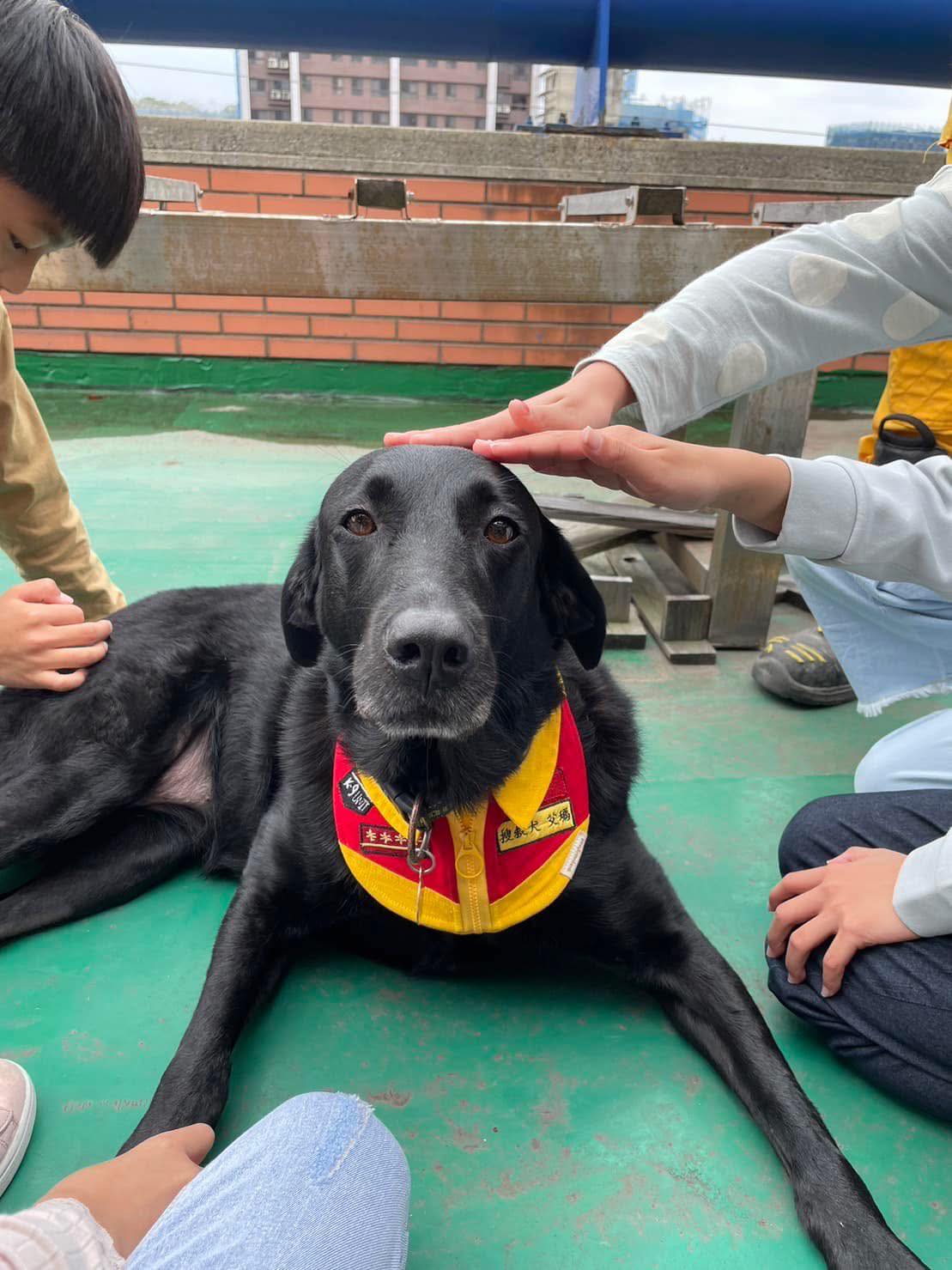 Tyfd-K9桃園搜救犬隊 - 對粉絲擺臭臉不會被炎上的生物🤣🤣🤣 | Facebook