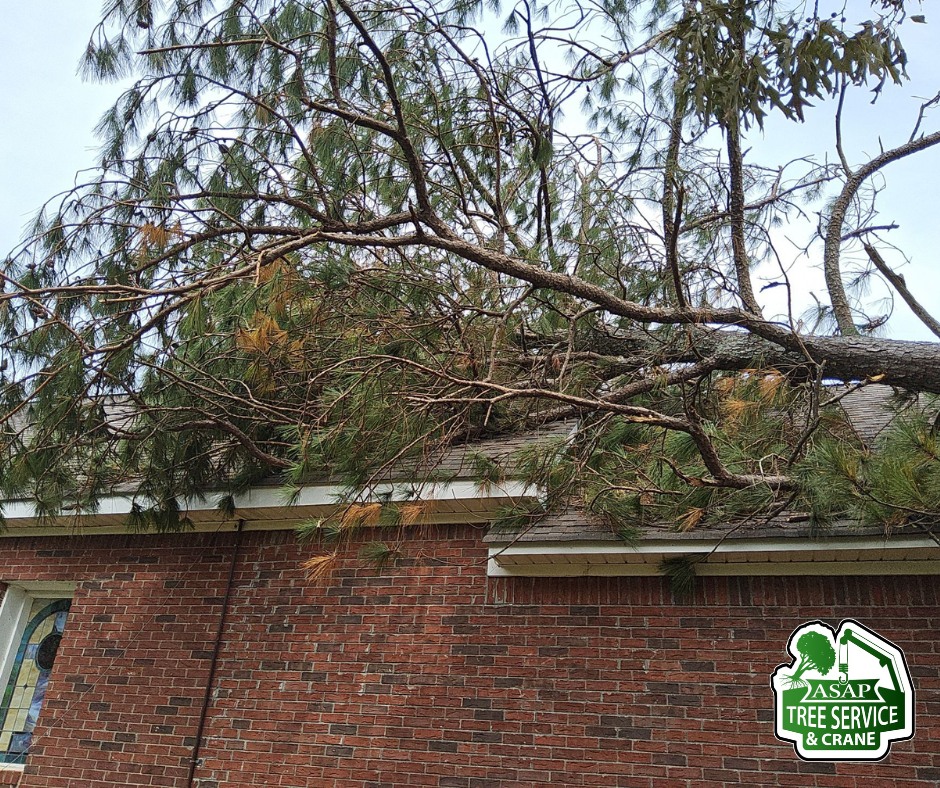 Asap tree Service