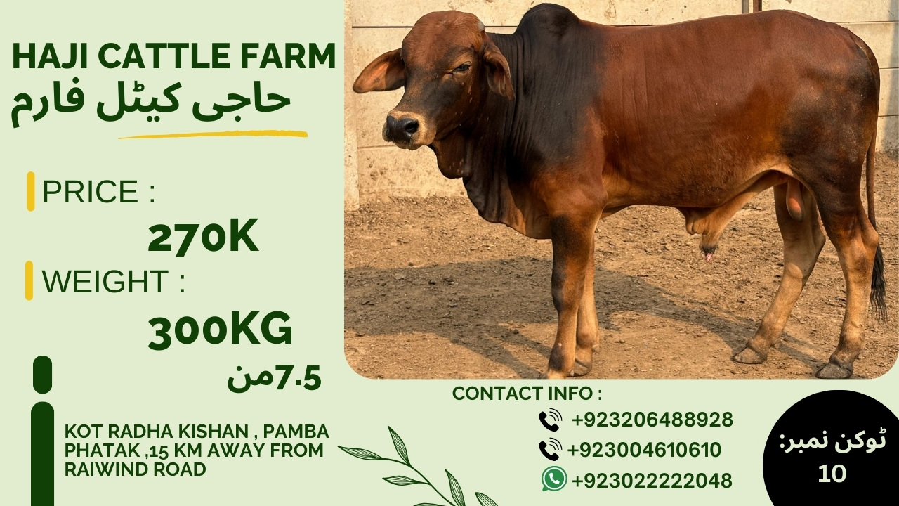 Haji Dairy & Cattle Farm | Lahore