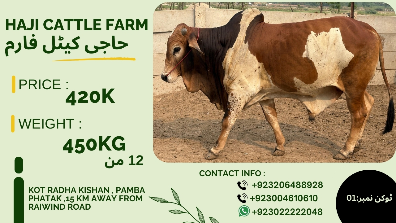 Haji Dairy & Cattle Farm | Lahore