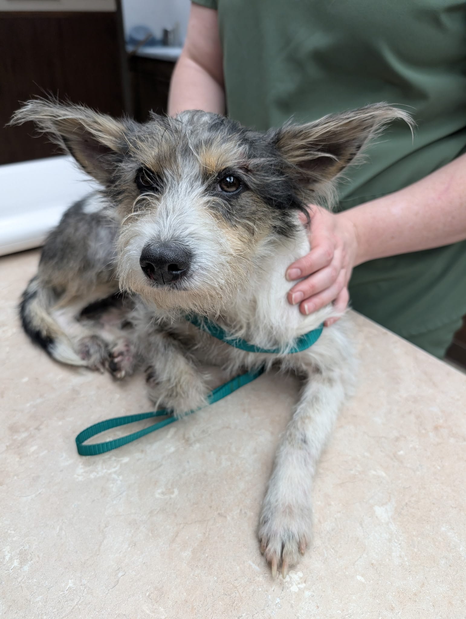 Duncan Veterinary Hospital | Duncan OK