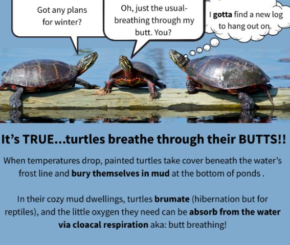 Meadowside - It's true, turtles breathe through their butts. When ...