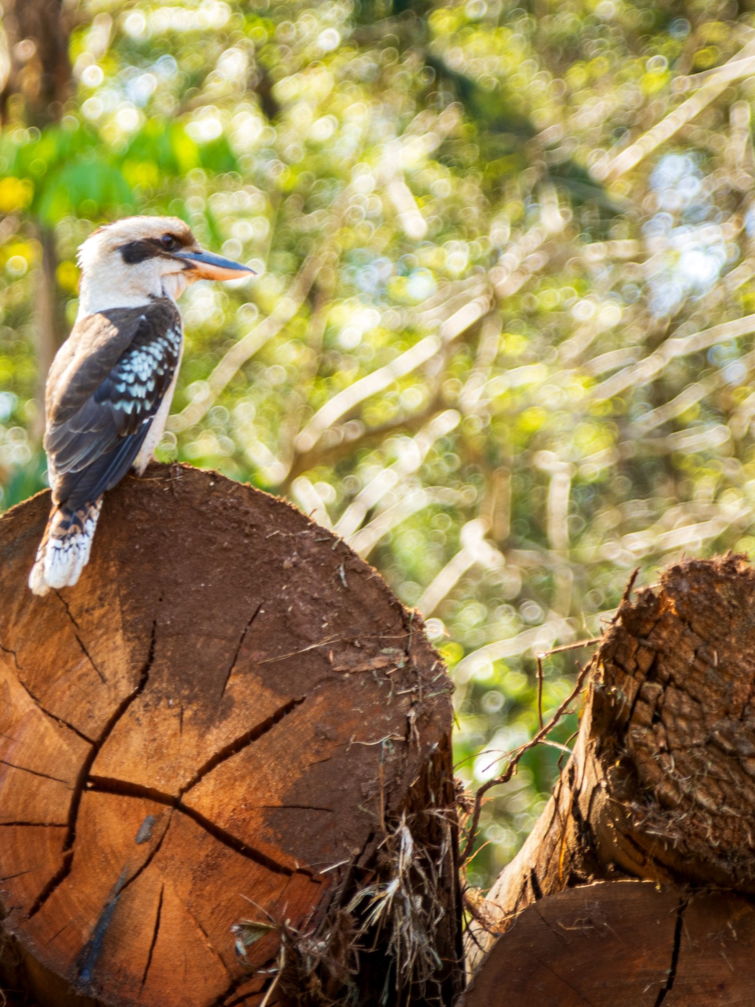 Seqwater - 🐟 These logs are getting a new life — as homes for native ...