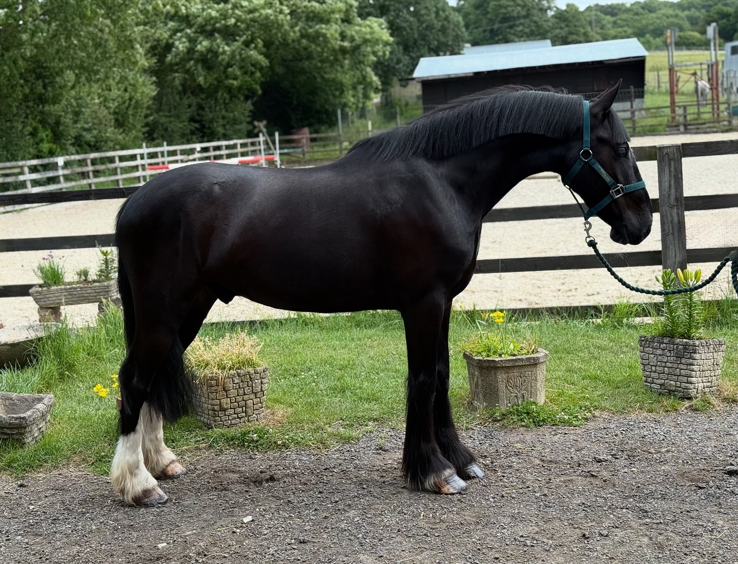 Cornerwood Stud
