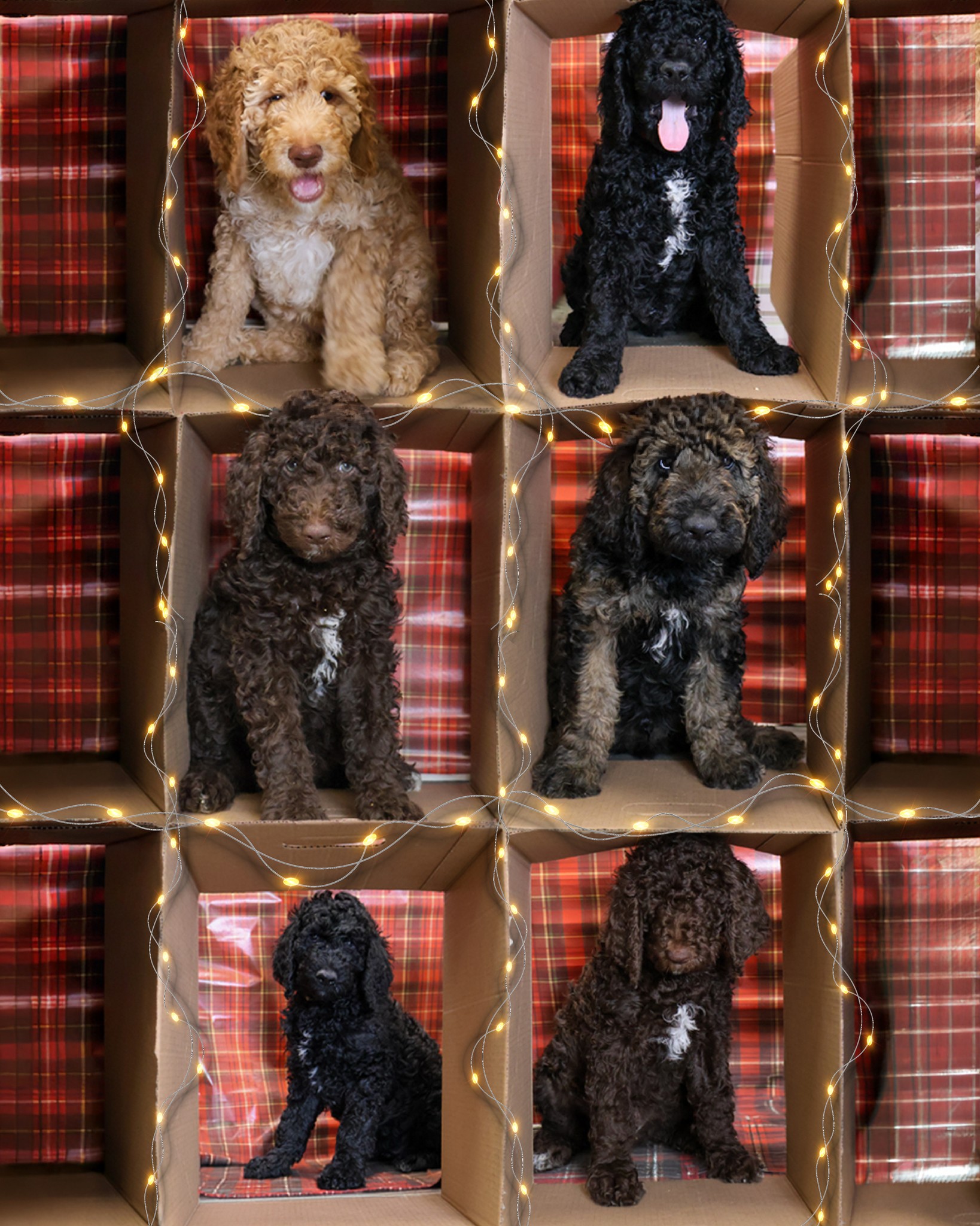 Paws - It’s PUPPYPALOOZA at PAWS! 🐾 This January and February, more ...