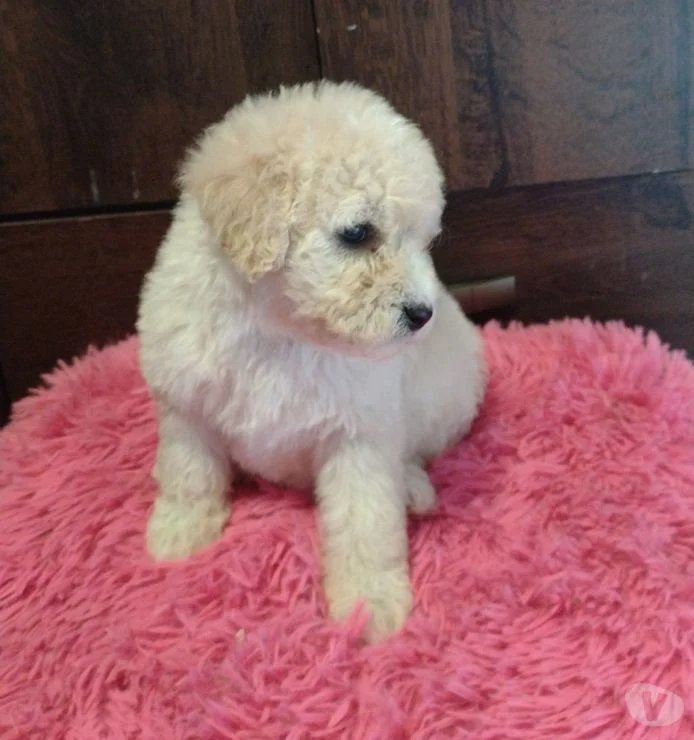 Se Regala Mascotas Puerto Ricoo - poodles puerto rico poodle toy puerto ...