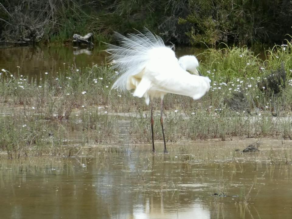 Melville Bird Sanctuary added a... - Melville Bird Sanctuary