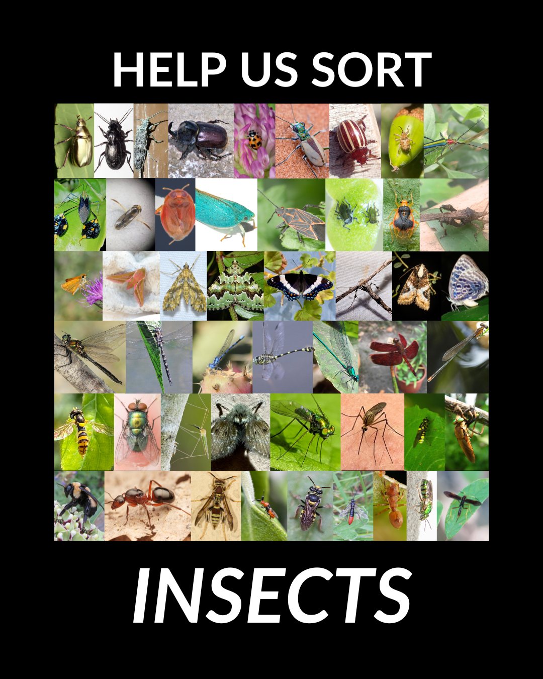 iNaturalist.org - Need a bit of a (fun) challenge in the... | Facebook