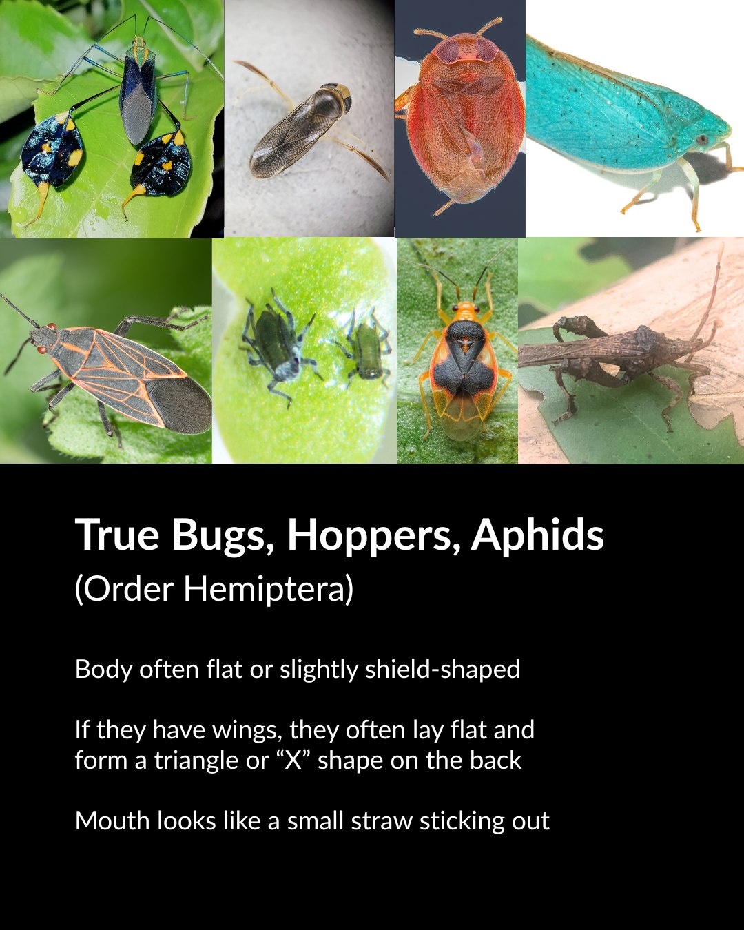 Conservation Biology | Washington D.C. DC