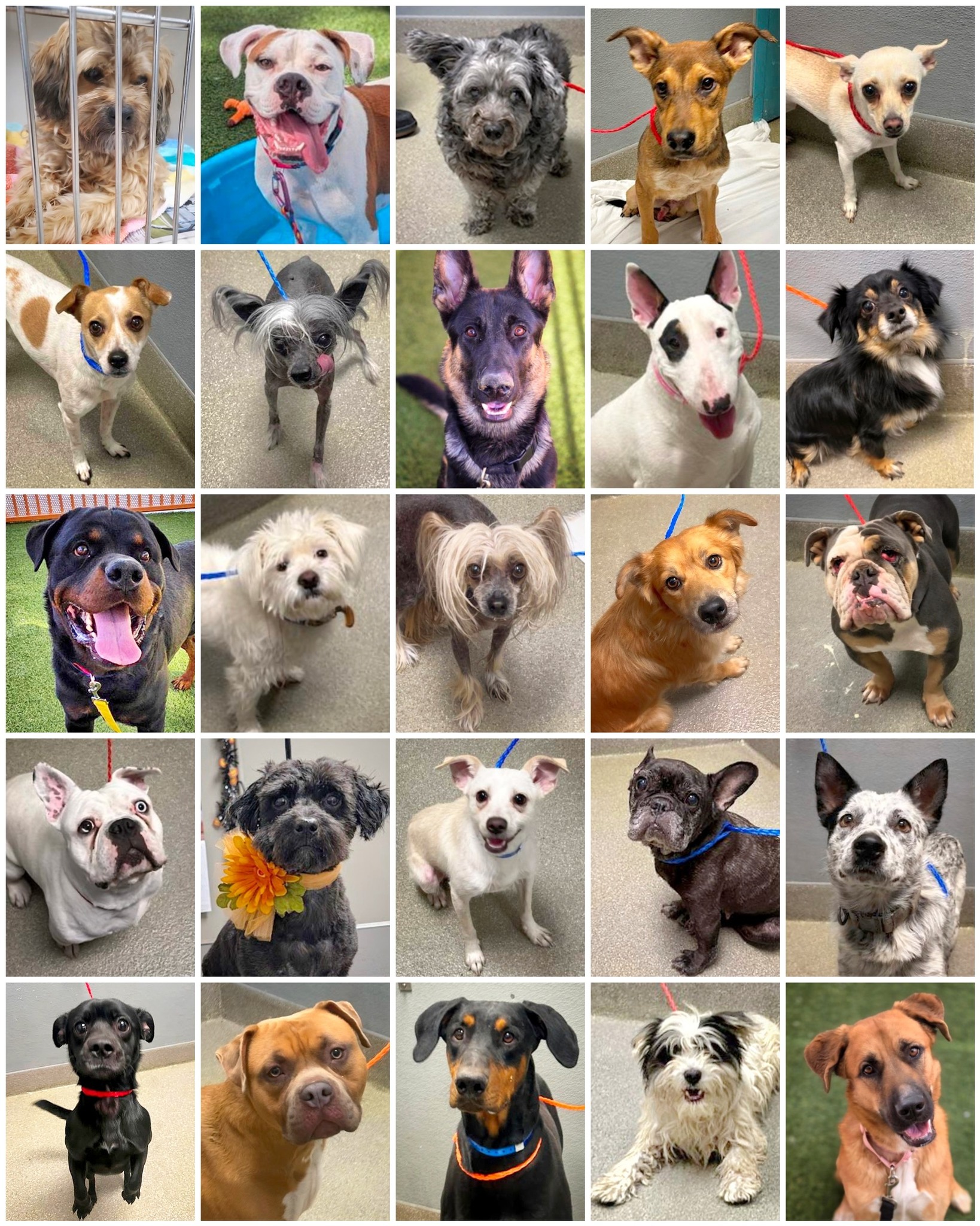 Small Breed Rescue & Adoption Network | 🔸 So Much Variety, So Many ...