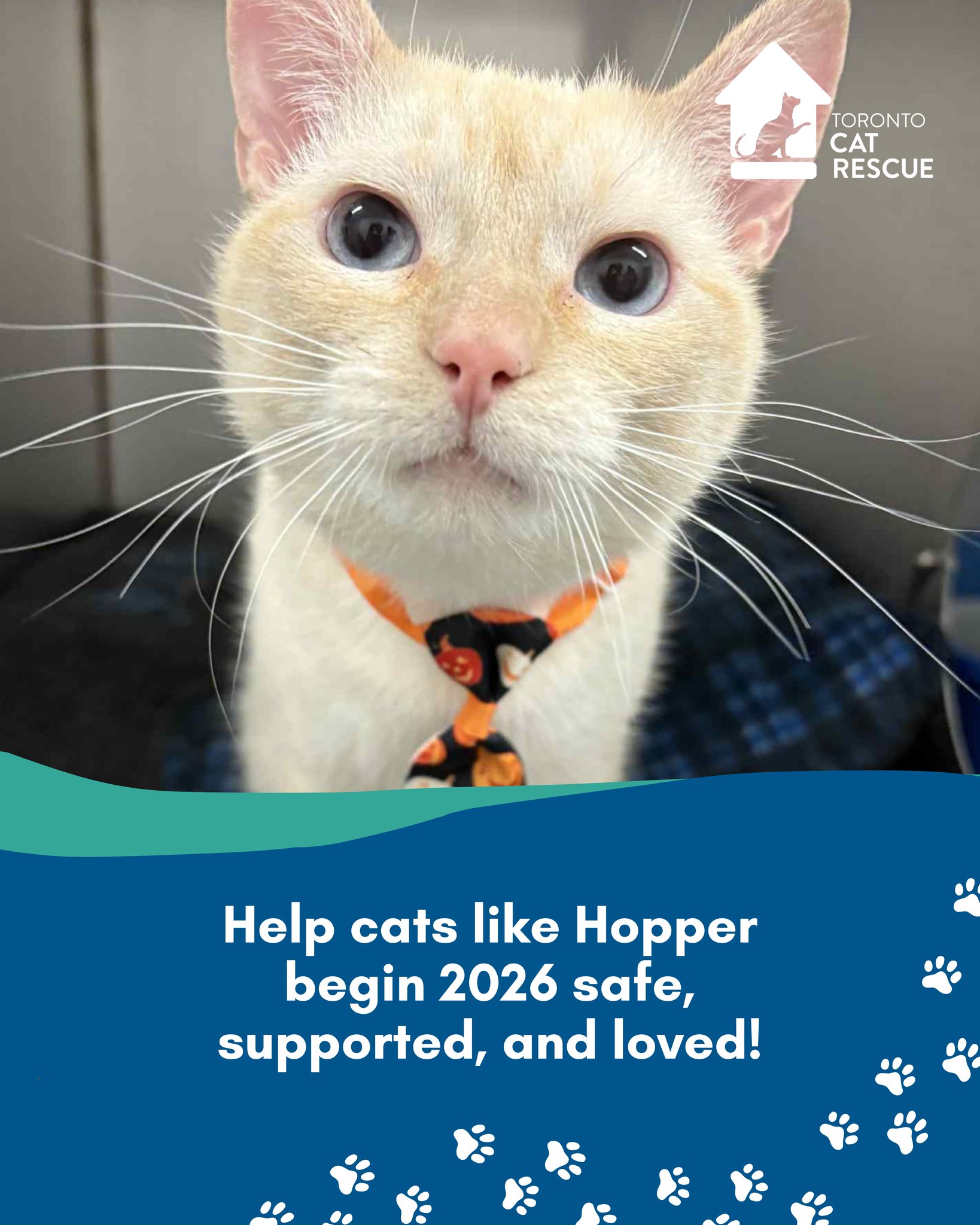 Toronto Cat Rescue - Waterloo Region