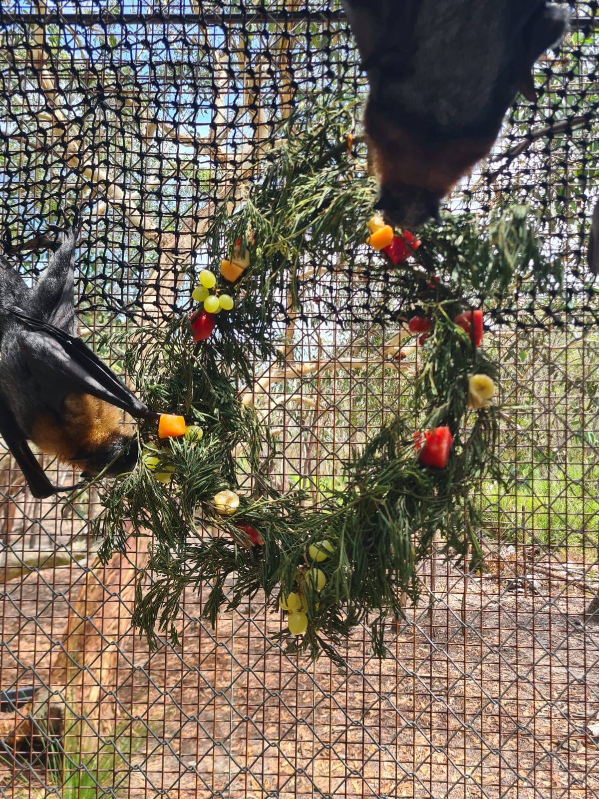 Santa